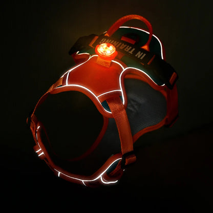 Harnais lumineux pour chien avec lumière LED USB allumée, effet de nuit pour visibilité maximale.