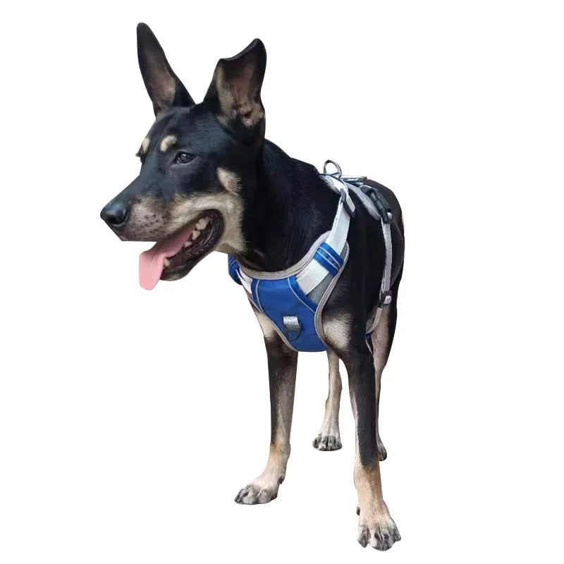 Chien noir portant un harnais lumineux personnalisé avec bandes réfléchissantes et LED allumée.