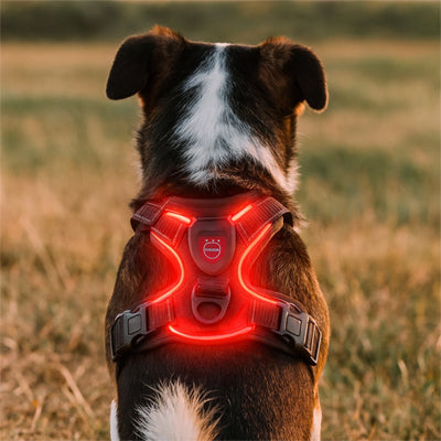 chien assis dans un parc au crépuscule portant un harnais lumineux rouge rechargeable