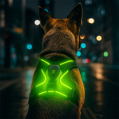 chien vu de dos portant un harnais lumineux vert avec LED intégrées, parfait pour la nuit