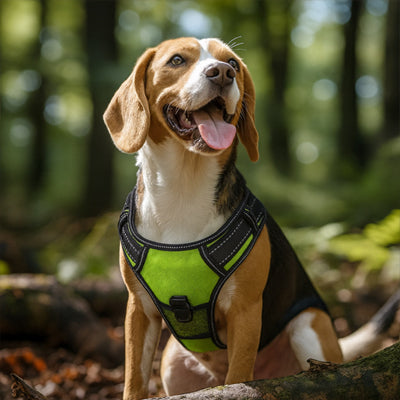 beagle en promenade dans la forêt portant un harnais lumineux vert confortable et réfléchissant