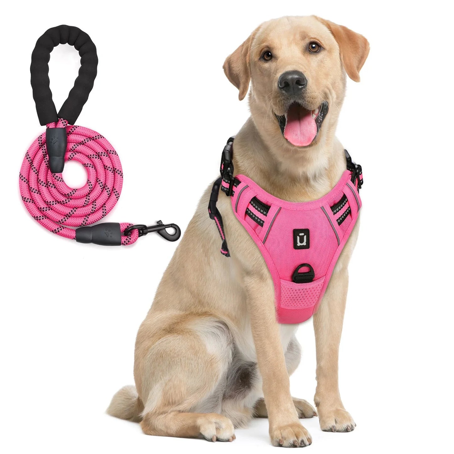 chien labrador portant un harnais rose fluo et rose clair rembourré avec laisse