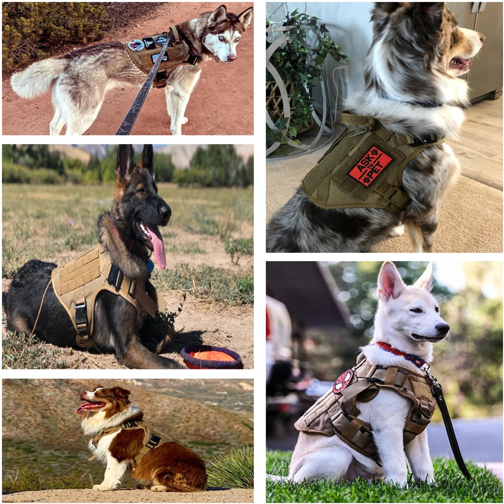 chiens en plein entraînement avec harnais tactiques pour chien