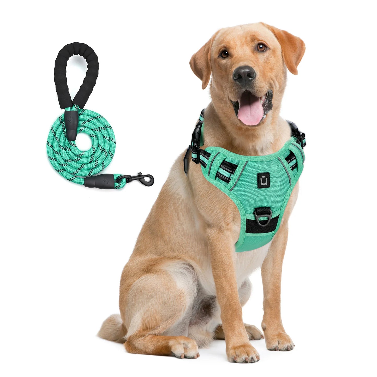chien labrador équipé d’un harnais vert intense avec laisse assortie