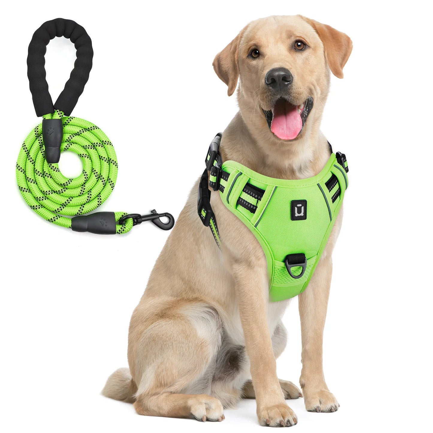 chien labrador équipé d’un harnais vert fluo fluo avec laisse assortie