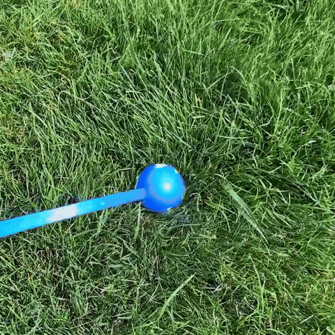 Homme lançant une balle à son chien dans un parc vert