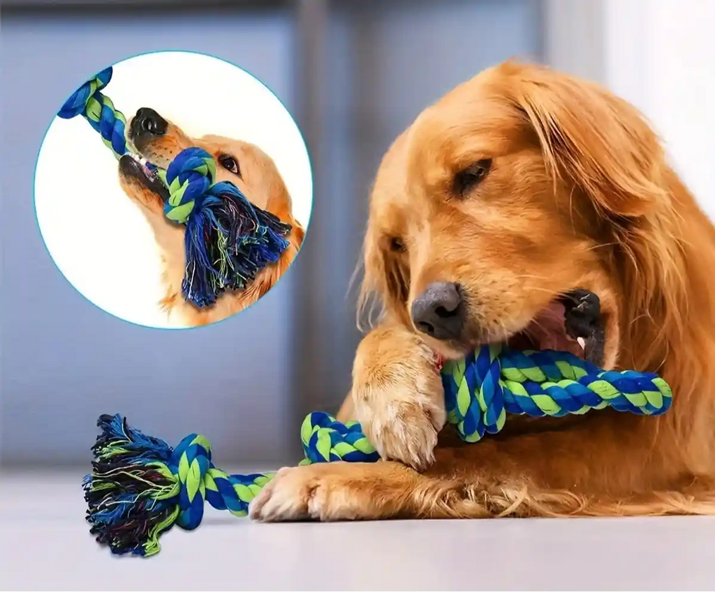 Chien mâchant un jouet corde bleu et vert pour nettoyer ses dents et améliorer son hygiène bucco-dentaire