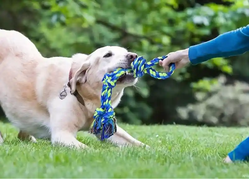 jouet corde bleu et vert pour chien résistant aux morsures et tractions