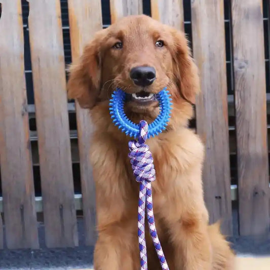 chien marron tenant un jouet chien en anneau bleu avec corde tressée