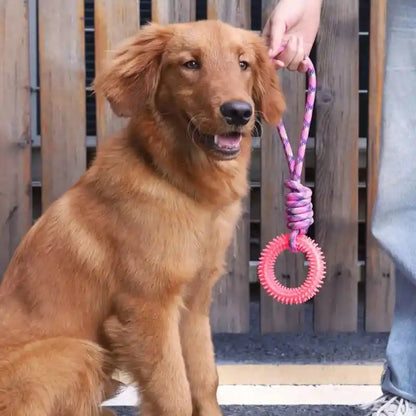 chien marron assis tenant un jouet chien anneau rose avec corde tressée