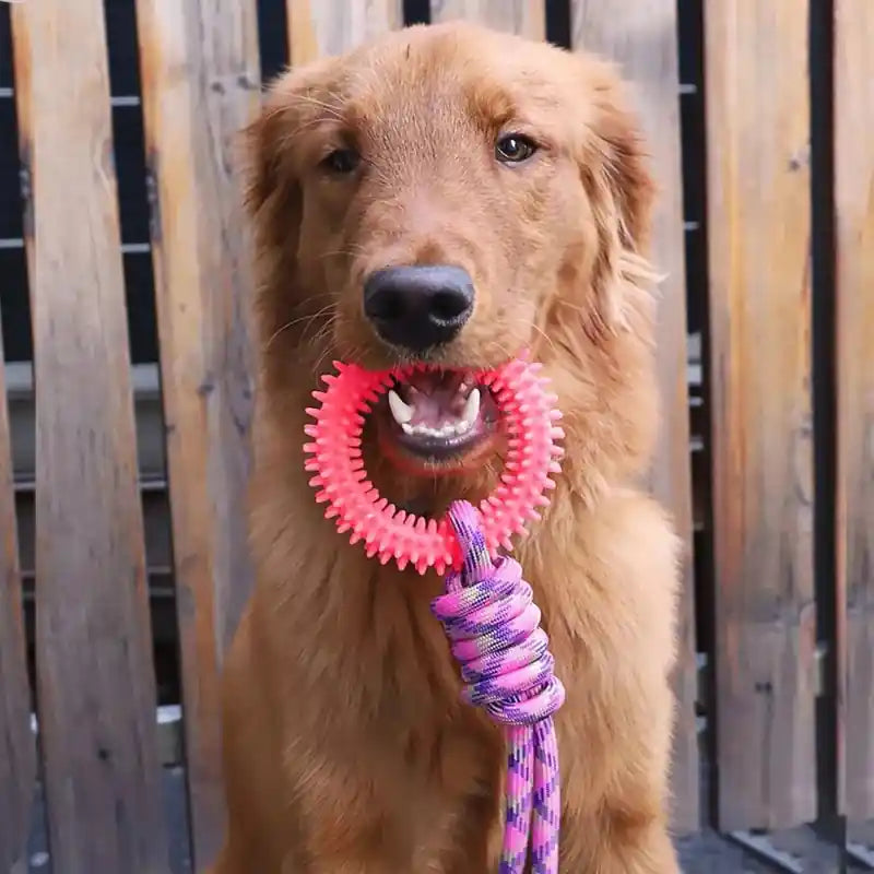 chien marron assis tenant un jouet chien en anneau rouge accroché à une corde tressée