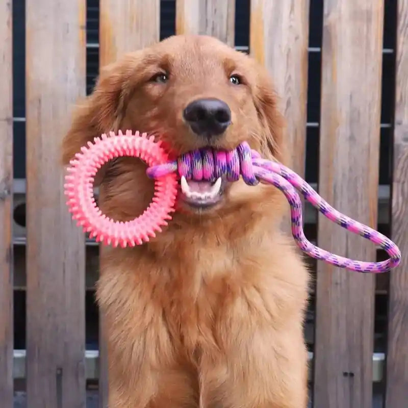 chien marron mâchant un jouet chien en anneau violet accroché à une corde