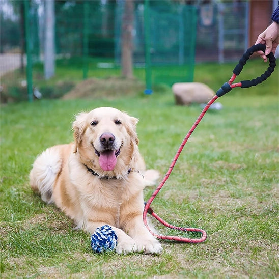 labrador en promenade avec laisse pour chien noire réfléchissante