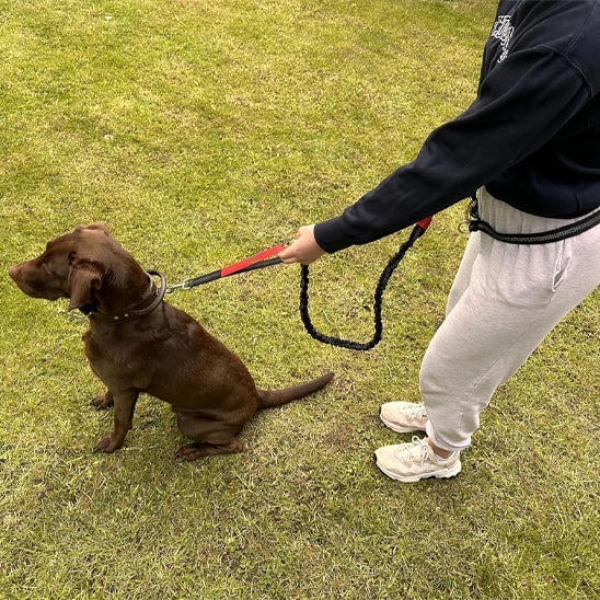 petit chien marron en promenade avec son maître équipé d’une laisse canicross élastique