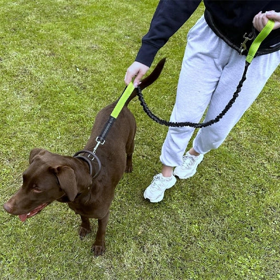 petit chien marron en promenade avec une laisse canicross mains libres