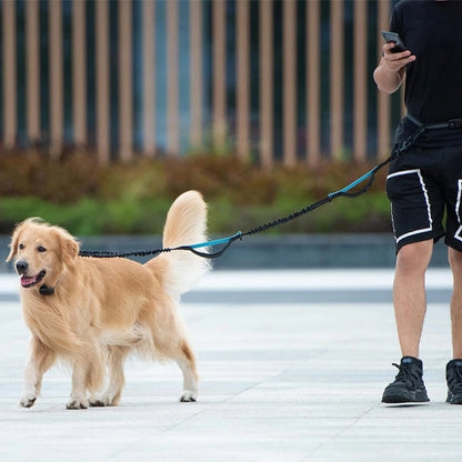 golden retriever marchant avec une laisse canicross bleue extensible