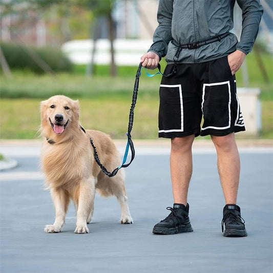 homme tenant un golden retriever avec une laisse canicross réglable