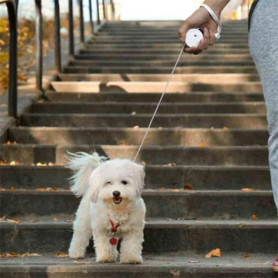 deux chiens, un blanc et un marron, en promenade avec une laisse chiot rétractable