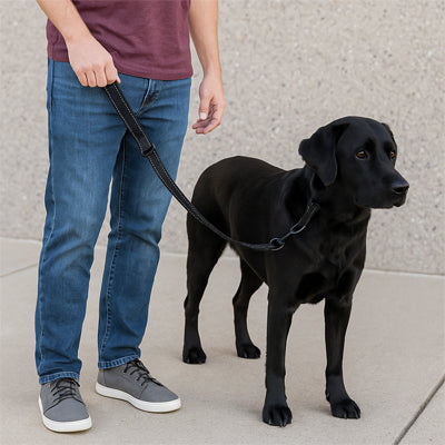 deux chiens en promenade avec des laisses courtes tenues par leur propriétaire