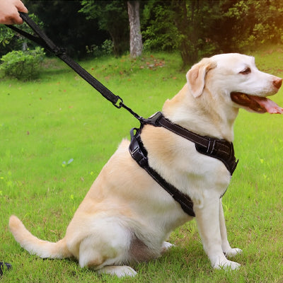 chien beige marchant calmement avec une laisse courte noire lors d’une sortie