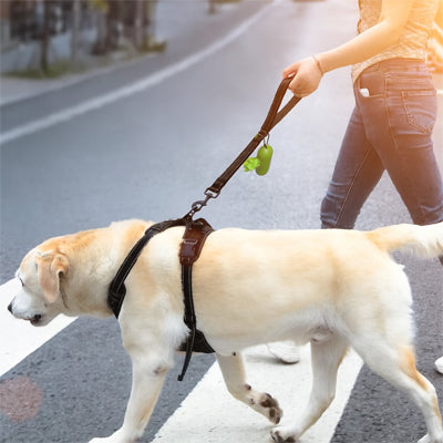 chien beige attaché avec une laisse courte noire réfléchissante en promenade