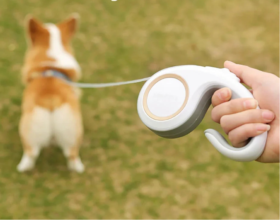 Chien en promenade avec laisse rétractable compacte et résistante, liberté de mouvement et contrôle optimal