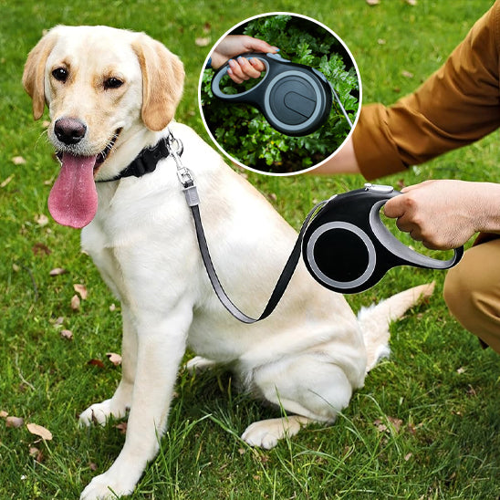 Labrador attaché avec une laisse enrouleur pour chien noire et verte pendant une balade