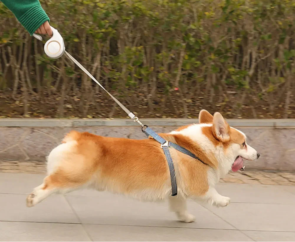 Corgi attaché avec laisse automatique légère pour promenade au parc