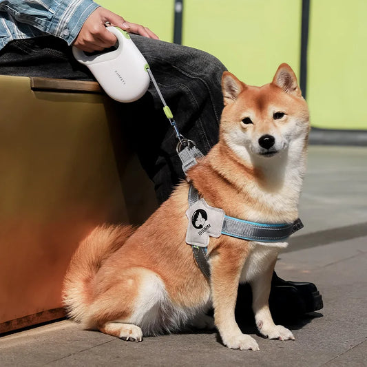Shiba inu en promenade attaché avec une laisse pour chien enrouleur rétractable
