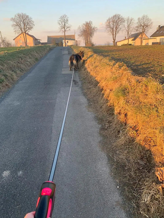 promenade avec chien en laisse retractable longue sur chemin de campagne