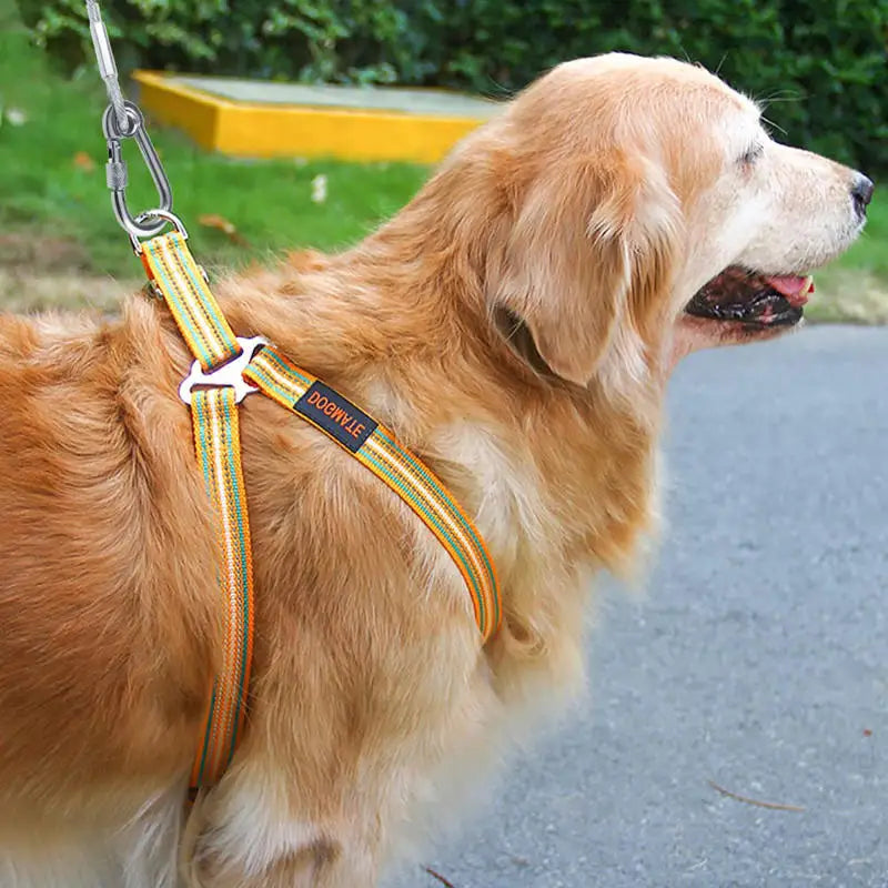 Golden retriever attaché à un arbre avec une laisse solide pour chien en câble