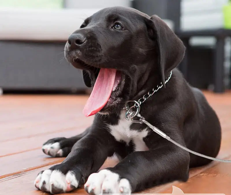 Chien noir et blanc attaché avec une laisse solide pour chien en intérieur