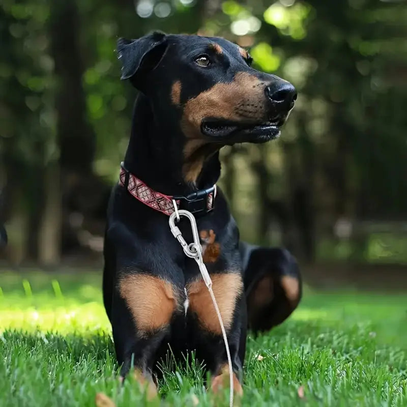 Chien noir assis dans un parc attaché avec une laisse solide pour chien résistante