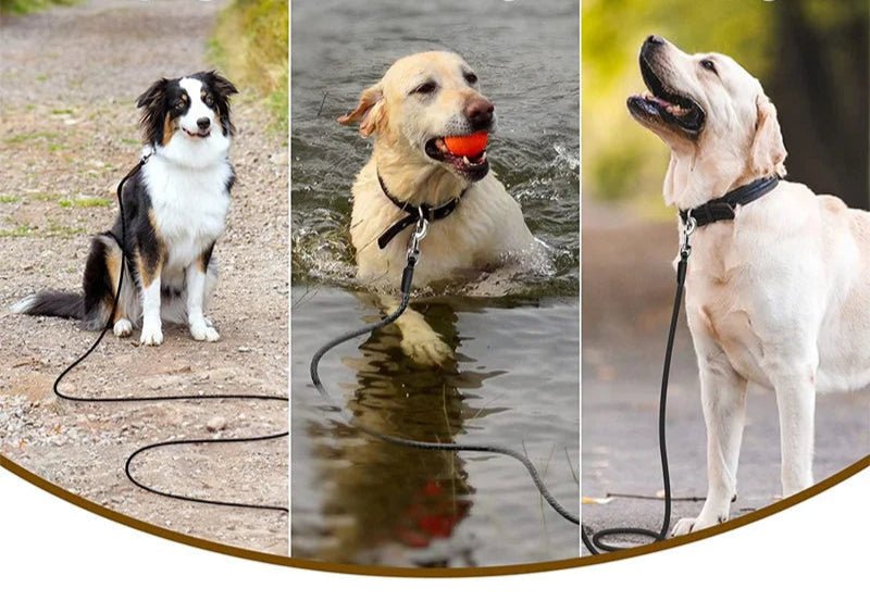 Longe de Dressage pour Chien – 15 m / 30 m / 50 m – Entraînement et Liberté - Noble Truffe