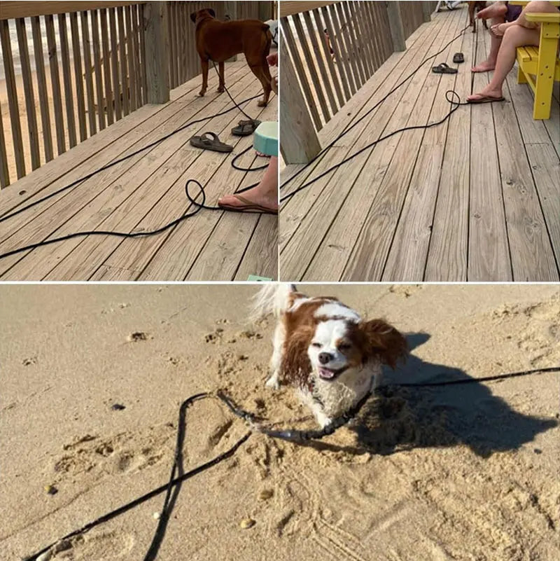 Utilisation d’une longe noire pour chien sur la plage, parfaite pour les jeux en plein air.