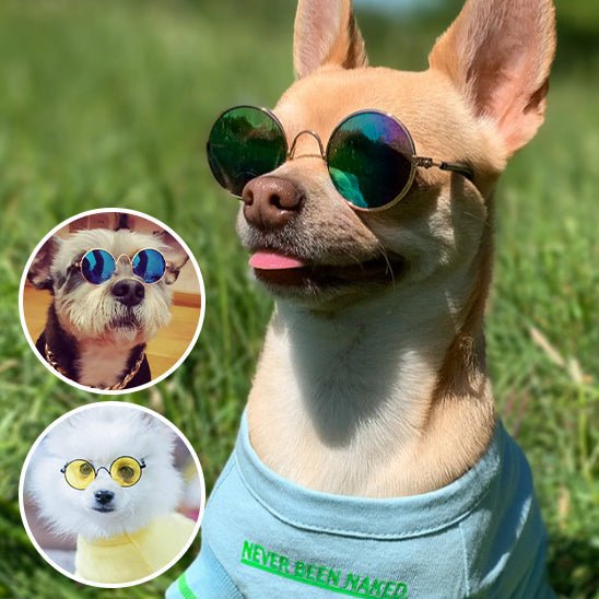 dog goggles chihuahua Vintage Round Retro Dog Glasses