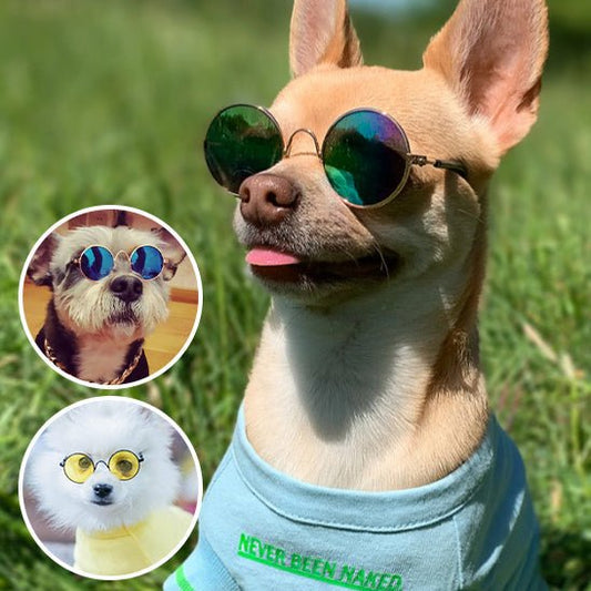 Lunettes Chien Rétro Rondes – Accessoire Photo & Cosplay Chien - Noble Truffe