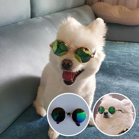 Lunettes Chien Rétro Rondes – Accessoire Photo & Cosplay Chien - Noble Truffe