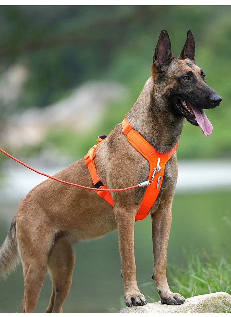 chien malinois portant un harnais anti-traction réfléchissant orange en promenade