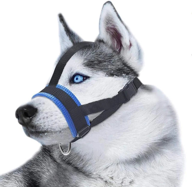 Husky gris aux yeux bleus portant une muselière en nylon bleue confortable et ajustable.