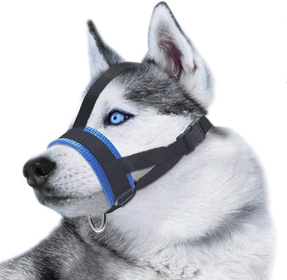 Husky gris aux yeux bleus portant une muselière en nylon bleue confortable et ajustable.