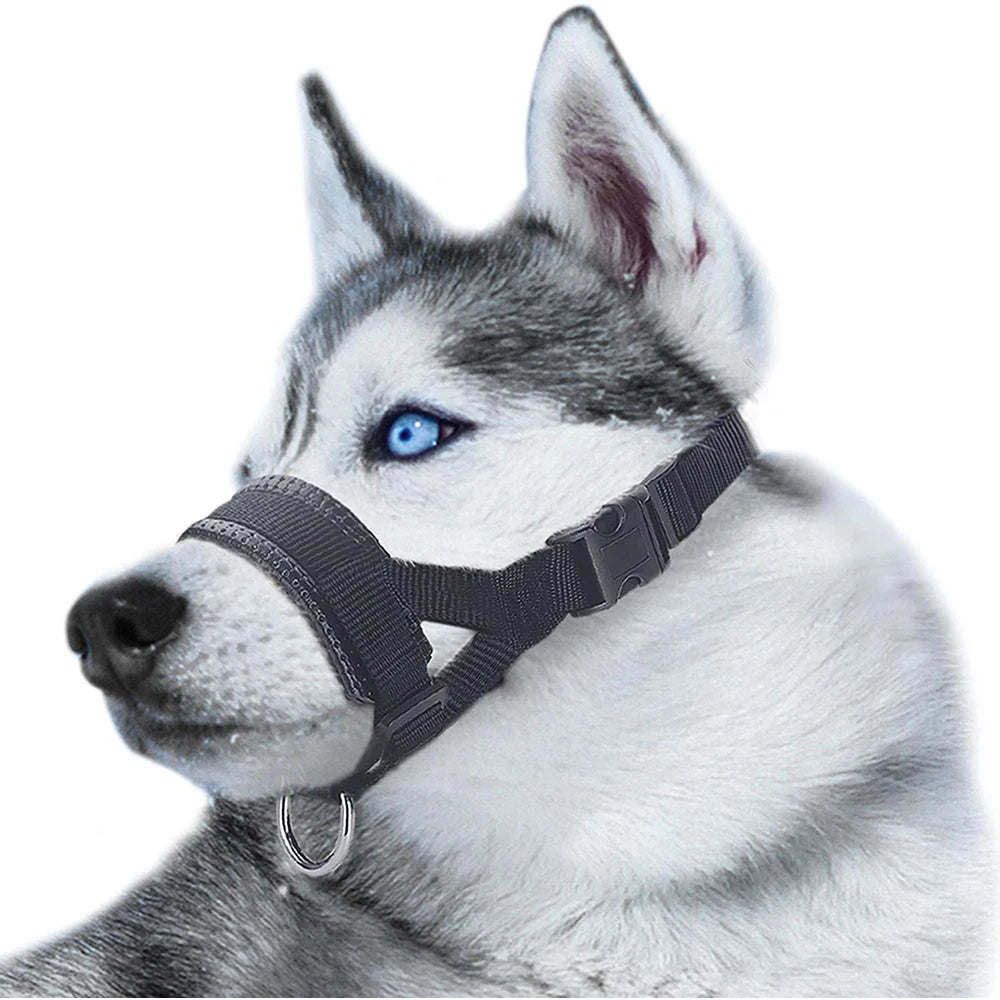 Husky gris aux yeux bleus portant une muselière en nylon noire ajustable avec boucle de sécurité.