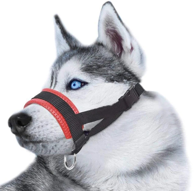 Husky gris aux yeux bleus équipé d’une muselière en nylon rouge respirante et réglable.