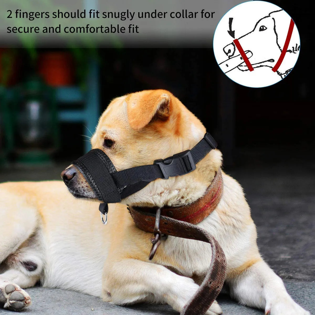 Chien équipé d’une muselière en nylon noire pendant une promenade en extérieur avec son maître.