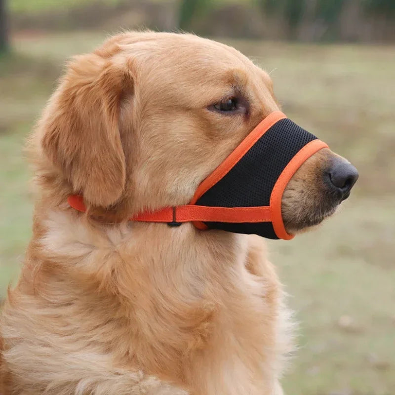 Chien de grande taille équipé d’une muselière orange ajustable, utilisée lors d’une promenade en extérieur.