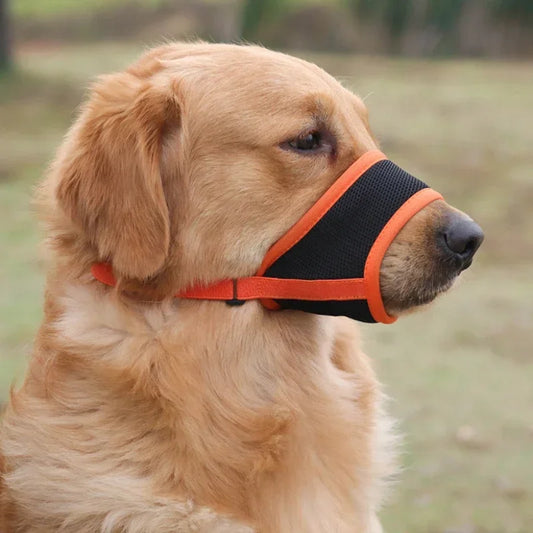 Chien de grande taille équipé d’une muselière orange ajustable, utilisée lors d’une promenade en extérieur.
