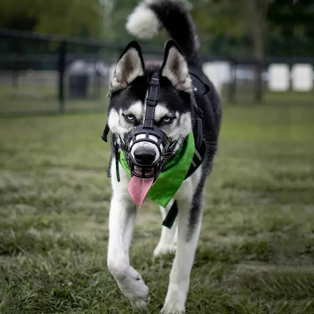 Husky courant sur l’herbe avec une muselière panier noire réfléchissante, idéale pour les chiens actifs et sportifs.