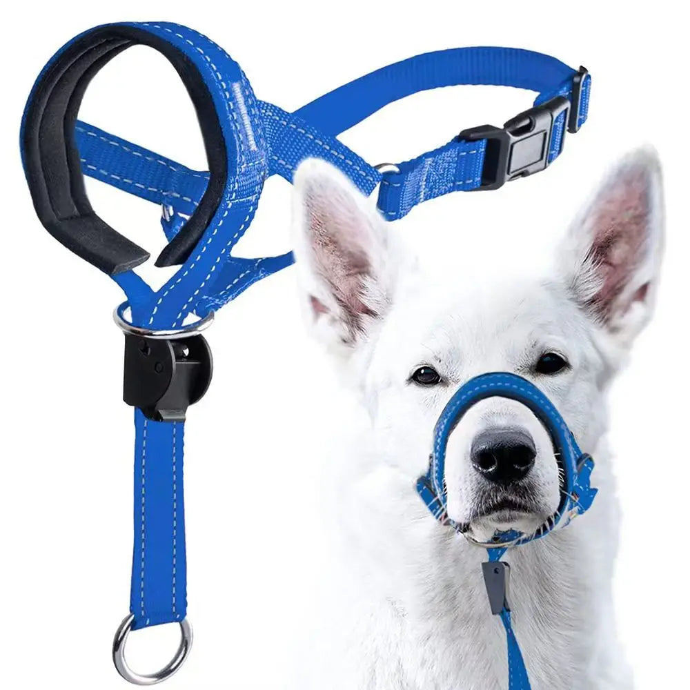 Berger blanc équipé d’une muselière bleue ajustable, respirante et confortable pour promenade.