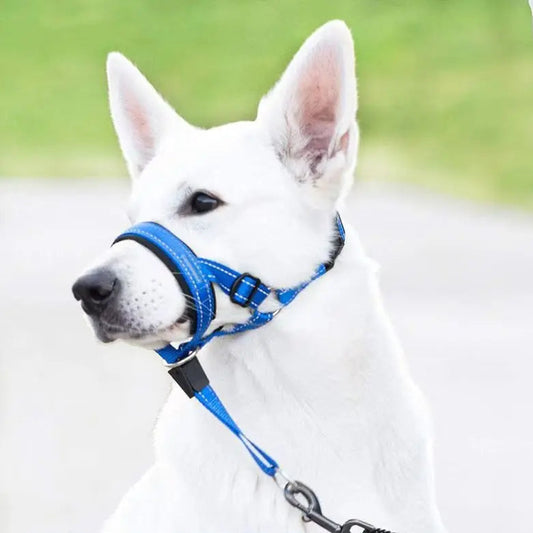 Chien blanc portant une muselière pour grand chien de couleur bleue, ajustable et respirante avec laisse.