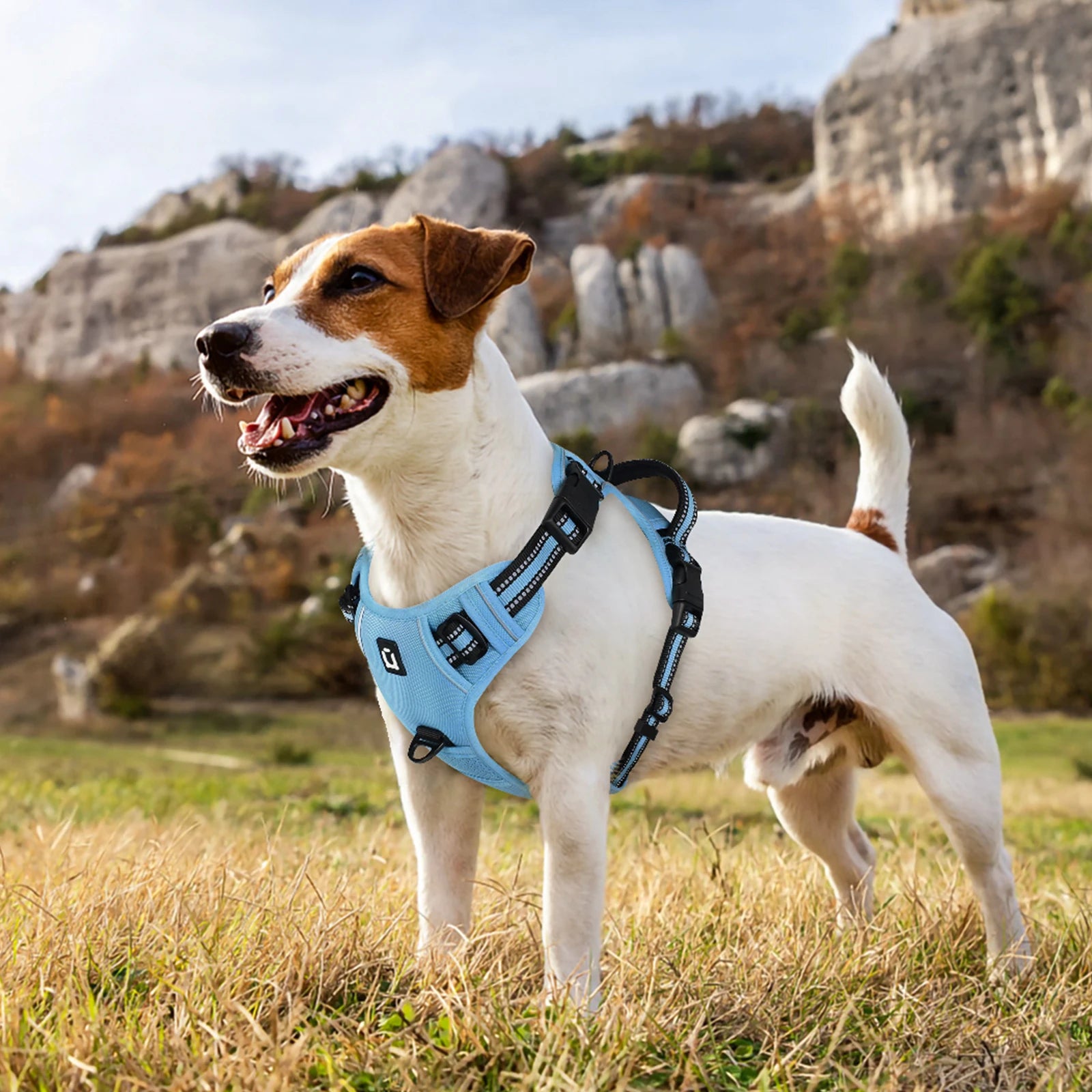 petit chien blanc en promenade avec harnais bleu réglable et réfléchissant